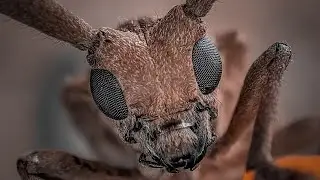 Foto Macro tanpa Lensa Tambahan
