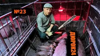 №23 НЕ АККУРАТНАЯ,НЕРВНАЯ СВИНОМАТКА ТОПЧЕТ(ДАВИТ)ПОРОСЯТ!!!