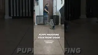Puppy Proofing the Front Door 🚪🐶 #puppyproofing #dogsafety