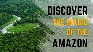 Journey into the Amazon Rainforest: A Haven of Biodiversity