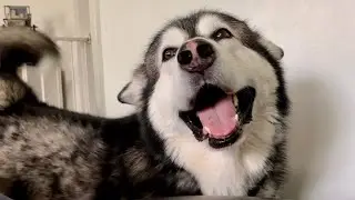 Malamute Saves Girl From Tickle Monster!