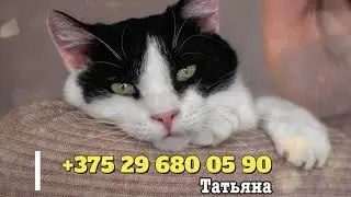 Тосик – кот-позитив! Акция 