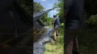 Alimentando 5000 mil  TILAPIAS  #shorts #tilapia #tilapiafish