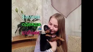 Одежда для СОБАК/ЗИМНЯЯ ВЕРСИЯ/Зимняя одежда для собаки/Как одеть собаку зимой?/Той-терьер Тайсон.