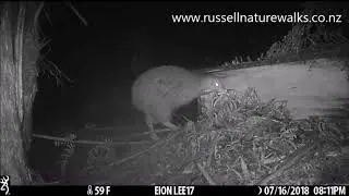 Kiwi Love - wild kiwis "get it on"