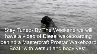Diesel The Dog - Loves swimming under water