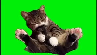 green screen cute cat with ants on its tail