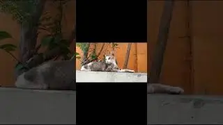 Cute 🥰 #funnyvideos #funnyanimals #funnydogs #funnycats #cute #dogs #cute #vadivelu #cutedogs #funny