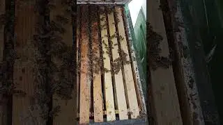 Как перезимовал Бакфаст в Рязанской области. #бакфаст #пчелы #пасека #мед #рязань