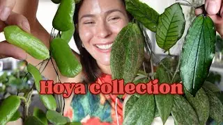 Hoya houseplant collection show & tell tour