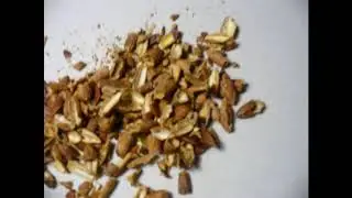 Как вырастить Зизифус из косточки 1 часть