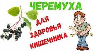 Черемухи ягоды для здоровья кишечника: купить в Украине, Харькове - fito.ua!