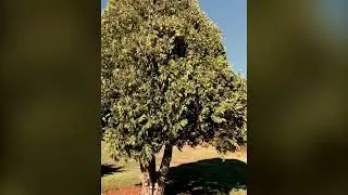 TREE TIME