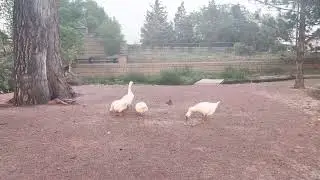 Ducks eating lunch with a squirrel!