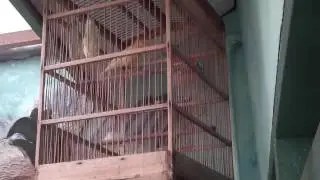 Kenari Loper Jambul Tes Vocal