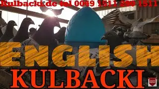 in English, RACING PIGEONS KULBACKI tel.: +49-1511-290-1511