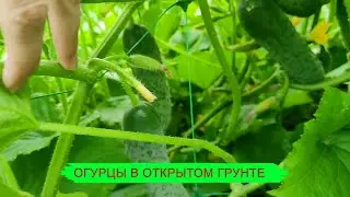 Мои гибриды огурцов для открытого грунта.