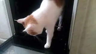 кот в духовке