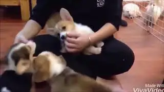 VIRAL Funny Cat and Dogs compilation