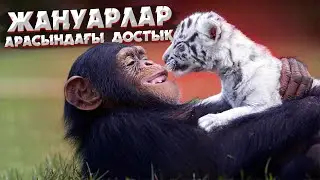 ЖАНУАРЛАР АРАСЫНДАҒЫ ДОСТЫҚ | ӨСІМДІКПЕН ЖӘНДІКТІҢ СИМБИОЗЫ