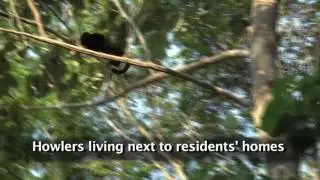 Wild Howler Monkey
