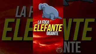 ¿QUÉ ES UNA FOCA ELEFANTE 🐘? #animales #curiosidades #focas #elefante