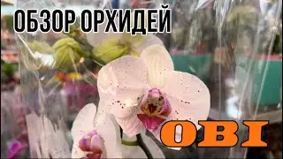 Обзор орхидей в магазине OBI || Москва МКАД 47 км. || Уценка и редкие сорта