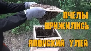 Japanese hive. Bees settle in a new hive.