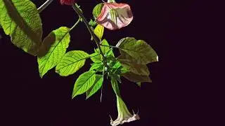 Queen Naija - Butterflies Slowed + Reverb (Jupiter Mix)
