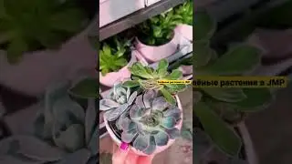Зелёный выбор в JMP FLOWERS