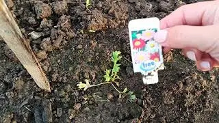 Обзор дачи/дачные дела