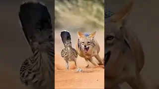One of the fastest birds in the world