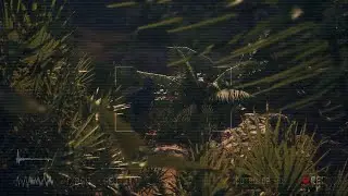 Field Observation - Pachycephalosaurus