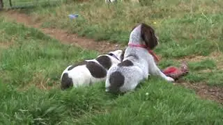 BlitzxTruvy 6 wks