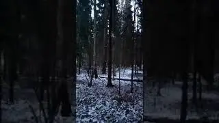 Куница в Зеленограде