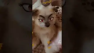 Oreo vs Raya witches look 