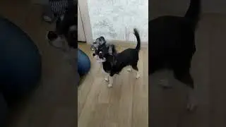 Семочка очень любит выполнять команды! 👏🏻🐕‍🦺