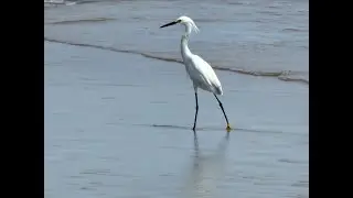 Great Egret in Ormond Beach, FL