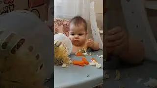 кира и прикорм