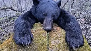 GIANT!! Spring Black Bear Down