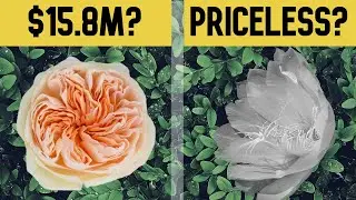 10 Most Expensive Plants in The World
