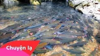 Giải mã bí ẩn suối cá thần ở Cẩm Lương, Cẩm Thủy, Thanh Hóa|Chuyện Lạ Bốn Phương