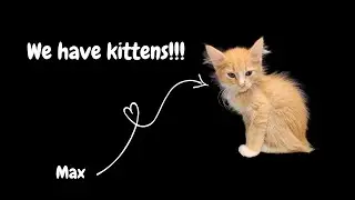 We have kittens!!!