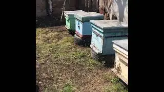 Облёт пасеки.