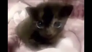 funny cat