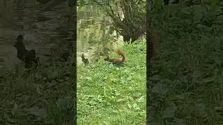 Білочки, водяна криса