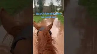 Very wet England #horse #equestrian #shorts #flooding #trailriding #lovepete