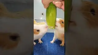 Feeding my Guinea Pigs They are So Adorable #Shorts