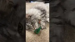To celebrate hitting 4K subs I got Bruno a catnip carrot toy! 