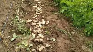 Potatoes uncovered with soil